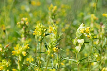 Yellow Sonaglio  Rhinanthus minor  for planting in native wildflower gardens