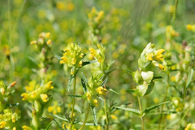 Yellow Sonaglio  Rhinanthus minor  for planting in native wildflower gardens