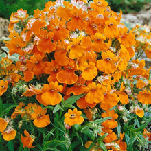 Nemesia Orange Prince Flower Plant Seeds for growers wanting a homegrown harvest