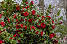 Colored Semi DIY Flower Plant Seeds for reliable seasonal color