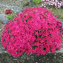 Rock Cress Flower for Planting in Pink Flower Bed Seeds for seasonal color across the Pink Flower Bed