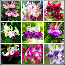 Fuchsia Seeds (Fuchsia hybrida) for colorful blooms in the hanging indoor pots or shaded garden spaces