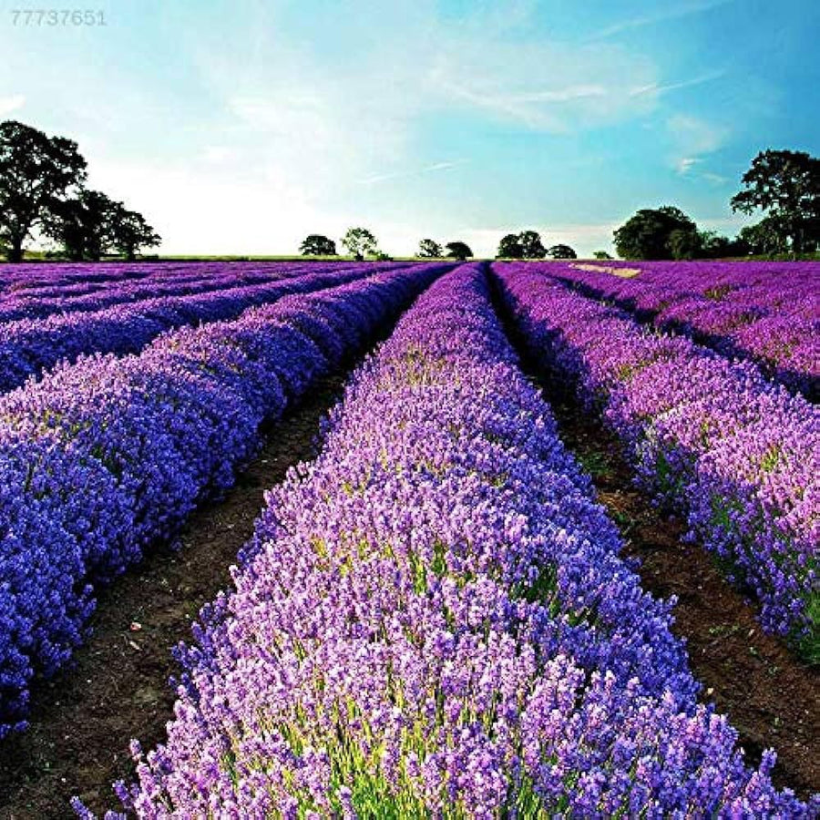 Lavender Rosea (Lavandula angustifolia) seeds for garden planting