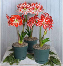 Amaryllis Seeds (Hippeastrum hybridum) for growers filling out the indoor pots and winter bloom garden planting