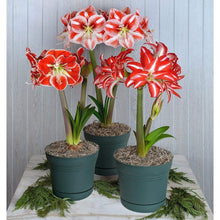 Amaryllis Hippeastrum Hybrid & Barbados Lily Seeds for a bright addition to the Indoor Garden Borders