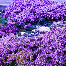 Creeping Thyme Seeds for cooks growing the Herb Garden