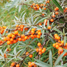 Bonsai Sea Buckthorn Seeds (Hippophae rhamnoides) for sweet homegrown fruit in the Fruit Garden