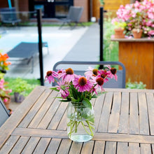 Echinacea Seeds (Echinacea purpurea) for seasonal color across the Flower Bed & Garden