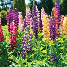 Lupine Lupinus Polyphyllus Rainbow Tutti Frutti Seeds for seasonal color across the Pollinator-Friendly Gardens