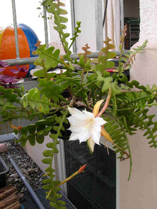 Epiphyllum Cactus Seeds (Epiphyllum oxypetalum) known for hanging baskets and tropical indoor planting