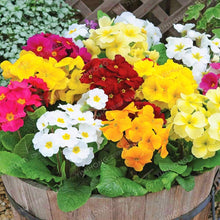 Common Blue Primrose flower Seeds for reliable seasonal color