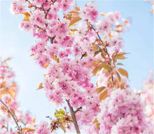 USA Heirloom Organic Autumn Flowering Cherry Tree Seeds for growers wanting a homegrown harvest