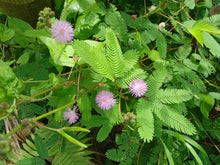 Heirloom Mimosa Pudica with Pink Seeds known for sensitive Plant & Bashful Grass