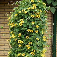 Black Eyed Susan Seeds (Rudbeckia hirta) for seasonal color across the backyard garden and ornamental planting