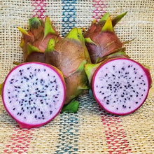 Dragon Fruit Hylocereus Costaricensis Rare Red Pitaya Seeds for a homegrown harvest from the Tropical Containers