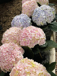 Hydrangea Hydrangea Macrophylla Seeds for vertical growth across the Flower Bed & Urban Garden
