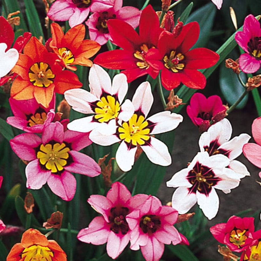 Sparaxis Sparaxis Tricolor Rose Flower Seeds for Planting – Great for Spring Planting and Colorful Garden Displays