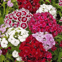 Pink Sweet William Heirloom Wildflower Pollinator Seeds for gardeners building out beds and borders