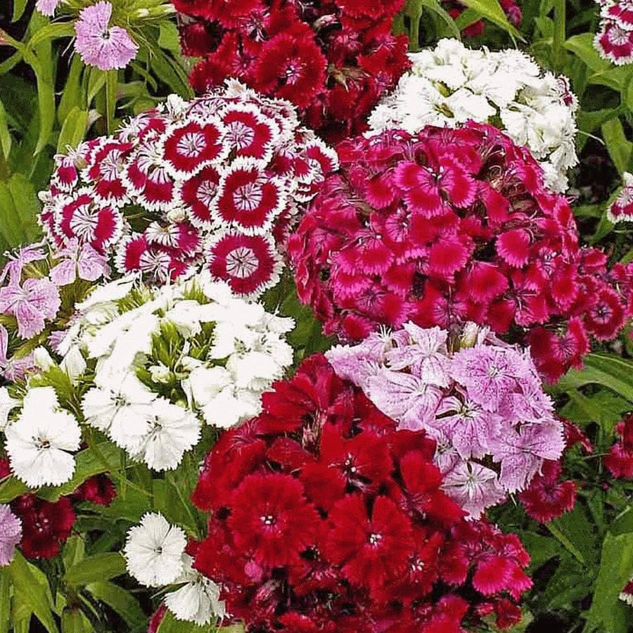 Dianthus Dianthus Barbatus Pink Beauty Flower Seeds for Planting – Decorative Blooms for Beds, Borders, and Pots