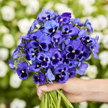 Navy Blue Swiss Giant Flower Seeds for planting in garden