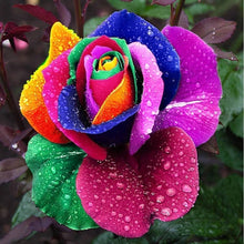 Blooming Rose Multicolor Seeds â€“ Perennial Rose-Like Blooms in a Variety of Shades