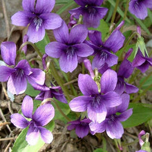 Viola Philippica Seeds for reliable seasonal color