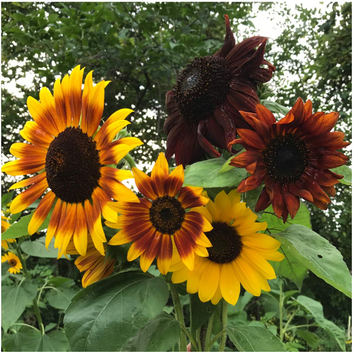 Autumn Beauty Sunflower Seeds