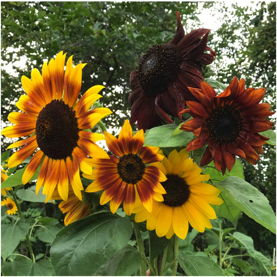 Autumn Beauty Sunflower Seeds