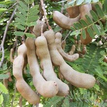 Orchid Tamarind Tamarindus Indica Tree Seeds for long-term planting in the yard