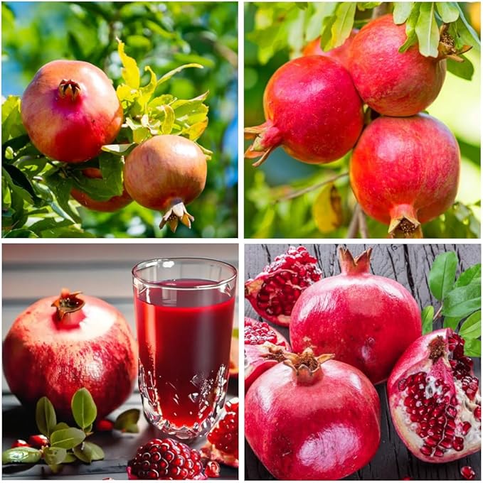 Pomegranate Orchard for planting in home garden.