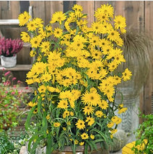 Maximilian Prairie Sunflower Heirloom Perennial Seeds for gardeners building out beds and borders