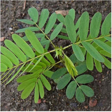 Partridge Pea Seeds (Chamaecrista fasciculata) for a fresh homegrown crop from the Flower Bed & Garden