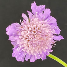 Purple Scabiosa Seeds for a colorful addition to any planting