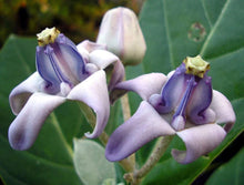 Crown Flower Calotropis Gigantea Seeds for a bright addition to the Butterfly Garden Fence Line