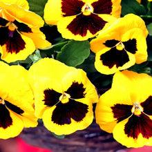 PANSY Schweizer Riesen Mix Seeds for a lasting display in the Flower Bed & Garden