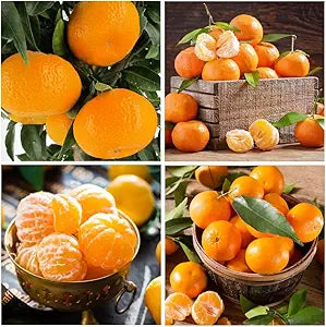Orange Citrus sinensis for planting in orchard
