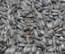 Sunflower Seeds for a colorful addition to any planting