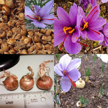 Saffron Seeds (Crocus sativus) for a bright addition to the kitchen garden and spice harvest planting