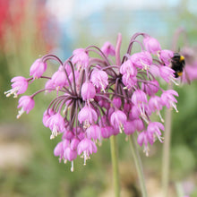 Heirloom Non-GMO White Nodding Onion (Allium Cernuum Seeds known for delicate, Unique Blooms