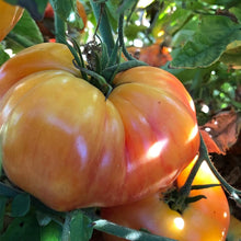 Big Orange Tomato Seeds for productive rows in the Your Garden or Orchard