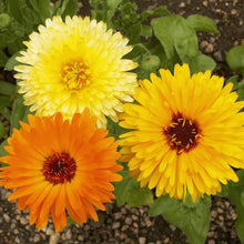 Calendula Seeds (Calendula officinalis) for gardeners building out beds and borders