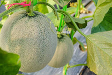Melon Cucumis Melo Melemon Hybrid Seeds for productive rows in the Sweet Harvests in Home Garden