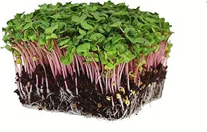 Radish Use for planting in home garden.
