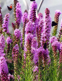 Purple Blazing Star Liatris Spicata Bulbs for reliable seasonal color