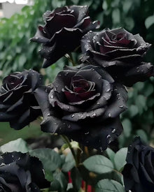 Rose Rosa Hybrida Black Seeds for a lasting display in the Garden Ornamental Use