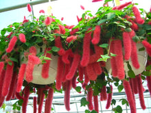 Chenille Kitten Tail Seeds (Acalypha hispida) for colorful blooms in the Flower Bed