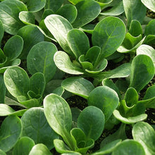 Lamb's Lettuce Verte de Cambrai Seeds for a productive addition to the vegetable patch