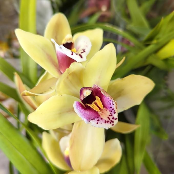Rare Cymbidium Orchid Perennial Flower - for planting in home garden