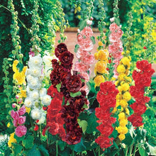 Hollyhock flower Seeds (Alcea rosea) for colorful blooms in the backyard garden or containers