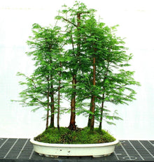 Happy Farm Chinese Redwood Seeds for growers establishing the DIY Garden Flower Pots